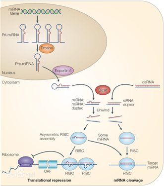 MicroRNA（miRNA）